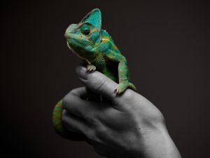 Chameleon eyeballs