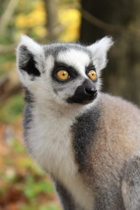 big eyed lemur