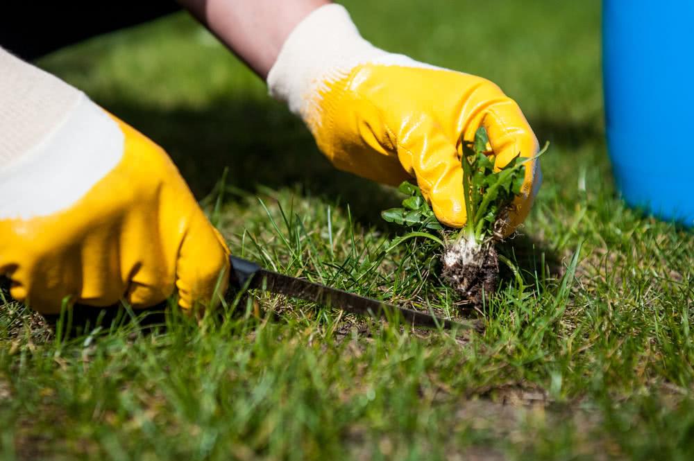 How to grow and maintain a healthy lawn in 2023?